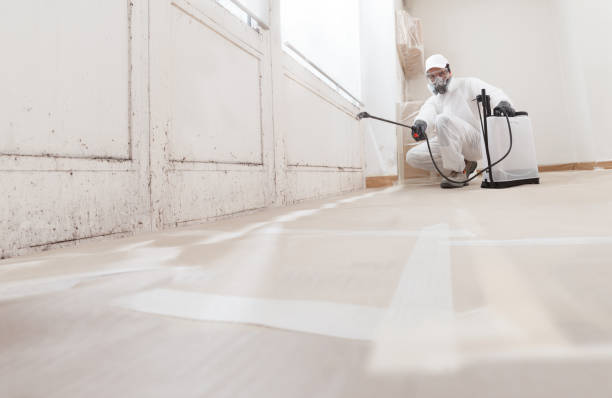 24/7 Emergency Attic Mold Removal experts in Forest Lake, MN