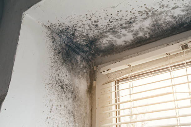Affordable Mold Cleanup solutions in Forest Lake, MN