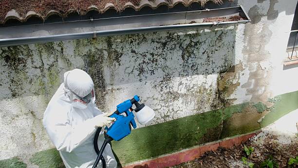 Trusted Mold Inspection service in Forest Lake, MN - Cheap Mold Removal